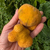 Ripe Lakoocha Fruit in hand