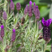 French lavander