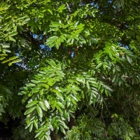 Leichhardt bean showing flourishing growth in Adelaide
