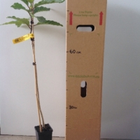 Leichhardt Tree For Sale (Size: Medium) (Grown from Seed)