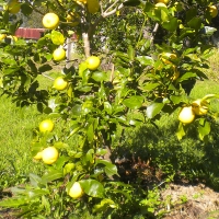 Lemon Lisbon Tree Growing and Fruiting  By Jan4 My Edible Page https://www.daleysfruit.com.au/my/7873/#44510 [All Rights Reserved]