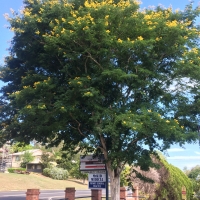 Leopardwood Tree growing at Kyogle Hospital