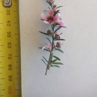 Leptospermum Pink Cascade compliments of flora friday