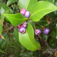 Blue lilly pilly By John Moss [Public domain], from Wikimedia Commons