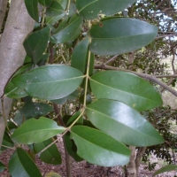 Broad leaved lilly pilly Leaves - Acmena hemilampra By Poyt448 Peter Woodard [CC0] from Wikimedia Commons