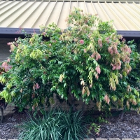 Lilly Pilly Cascade at Kyogle Pool