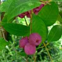 Syzygium smithii aka Acmena smithii By Stan Shebs [GFDL (http://www.gnu.org/copyleft/fdl.html), CC BY-SA 3.0  (https://creativecommons.org/licenses/by-sa/3.0) or CC BY-SA 2.5  (https://creativecommons.org/licenses/by-sa/2.5)], from Wikimedia Commons