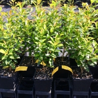 Young Hinterland Gold Trees in nursery By DaleysFruit.com.au [All Rights Reserved]