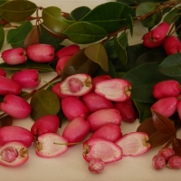 Magenta Cherry