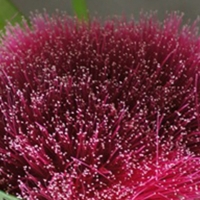 syzygium wilsonii compliments of wild wings