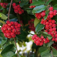 Syzygium fibrosum rain cherry Fruit