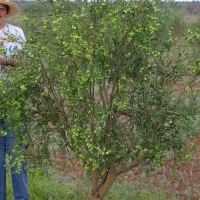 Desert Lime By Jock Douglas [All Rights Reserved,Supplier of DaleysFruit.com.au]