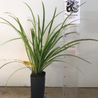Liriope - Evergreen Giant For Sale (Size: Small) (Grown from Seed)