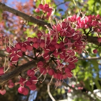 Melicope rubra flowers