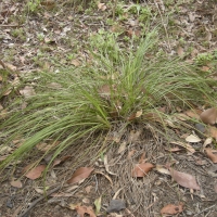 lomandra little pal compliments of tc