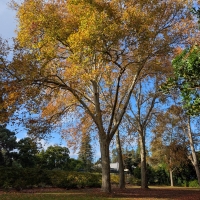 Striking colour on London Plane in Adelaide Botanic Gardens