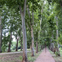 London Plane Trees providing wonderful shade for a footpath