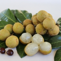 Longan Kohala By DaleysFruit.com.au [All Rights Reserved]