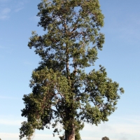Very Old Swamp Turpentine on Daleys Farm Kyogle