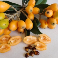 Loquat Nagasakiwase By DaleysFruit.com.au [All Rights Reserved]