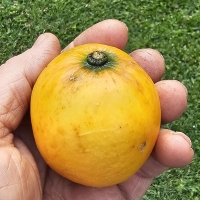 Bright yellow ripe Lucs Garcinia fruit in hand