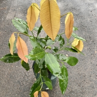 Lucs Garcinia after 3 years in a pot showing some unusual colour leaves