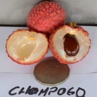 Chompogo Lychee