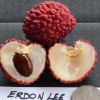 Erdon Lee fruit