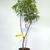 Lychee - Jean Hang For Sale