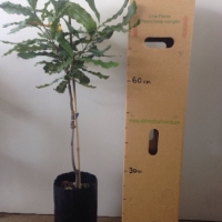 Macadamia - 246 For Sale (Size: Large) (Cutting Grown)