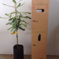 Macadamia - 344 For Sale (Size: Large) (Grafted)