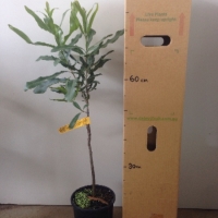 Macadamia 741 For Sale (Size: Large) (Cutting Grown)