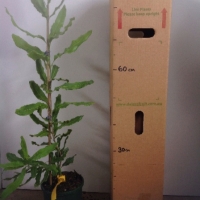 Macadamia - A16 For Sale (Size: Large) (Cutting Grown)