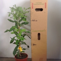 Macadamia - A203 For Sale (Size: Large) (Grafted)