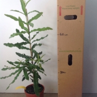 Macadamia - A4 For Sale (Size: Large) (Cutting Grown)