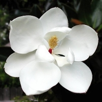 Magnolia Little Gem
