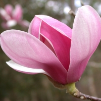 Magnolia soulangeana