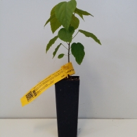 Mallotus philippensis - Red Kamala For Sale