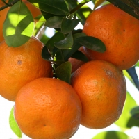 mandarin daisy compliments of the produce guide