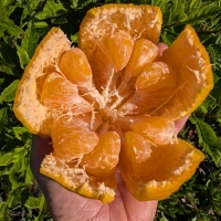 Green pigeon mandarin in the hand in the kitchen garden at Daleys