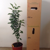 Mandarin - Green pigeon For Sale (Size: Large) (Grown from Seed)