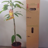 Mango - Alison Red For Sale (Size: Large) (Grafted)