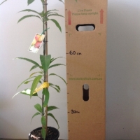 Mango - Bambaroo For Sale (Size: Large) (Grafted)