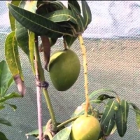Growing in a Pot and Fruiting late in the Season