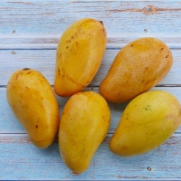 Sweet Chocanan mangoes ready to be devoured! By Mohammed Faizal Bin Ramli [All Rights Reserved, One Design License Agreement (https://www.canva.com/policies/onedesign/)]