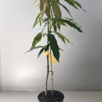 Mango - Early Gold For Sale (Large)