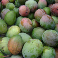 Mango Keitt compliments of buyfruit