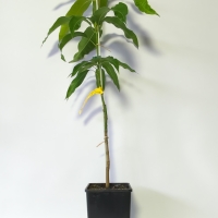 Mango - Lemon Zest  For Sale