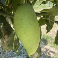 Large Nam Doc Mai Mango ripening many people like to pick them green like this or you can wait until they colour up