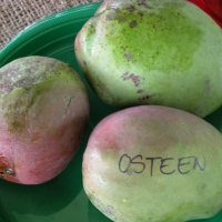 osteen mango tree